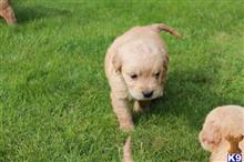 goldendoodles puppy posted by Gorgeous puppies